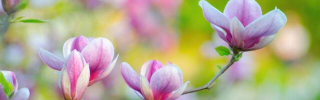 Kada je najbolje orezati magnoliju