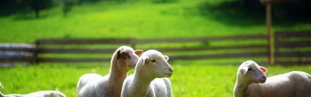 Cene STOKE i SVINJA rastu širom Srbije