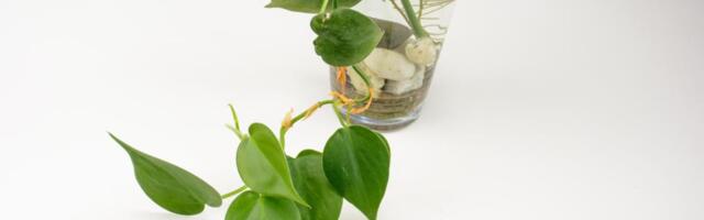 Ovako pelceri puštaju koren kao ludi: Prirodni trik zbog kog sobne biljke bujaju kao u prašumi!