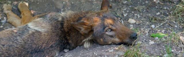 PANIKA U BLOKU 9! Građani mislili da ulicama šeta VUK, a onda se javio gazda i sve NEGIRAO: Pobegao je od pucnjave!