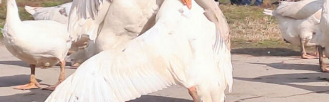 Борбени Кобра Свемирац надјачао Касијуса Клеја