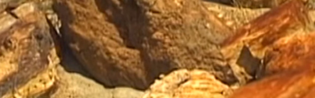 Otkriveno 14 čudesnih stabala starih 18 miliona godina (VIDEO)