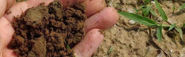 U Švajcarskoj se na tajnoj lokaciji testira kompostiranje ljudskih tela