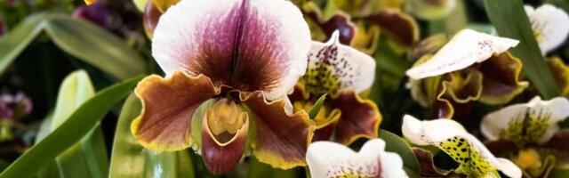 Egzotični cvet koji raste i do 1 metra: Posebna vrsta orhideje sa najlepšim cvetovima (FOTO)