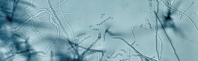 Bakterijski toksin star 100 miliona godina mogao bi preoblikovati kontrolu štetočina i otkrivanje antibiotika