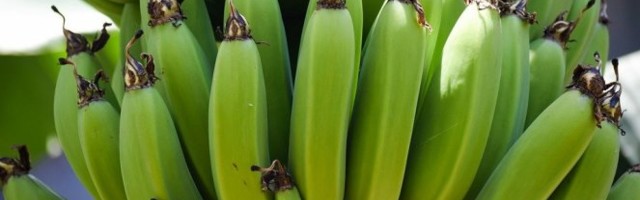 OTKRIVAMO! Evo šta se dešava sa bananama pre prodaje!