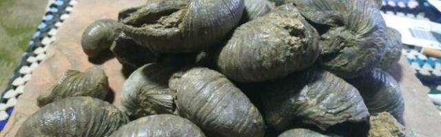 KADA SU VIDELI OVO, NAVALILI NA OGLAS! Saša iz Smedereva obradovao kupce širom Srbije i cenom i ponudom (FOTO)