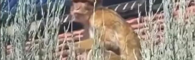 Majmun sa Karamburme i dalje u bekstvu