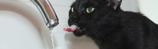 Snimak crnog mačka užasnuo milione: Kad god pije vodu iz slavine, on se PREOBRAZI i prestravi vlasnika