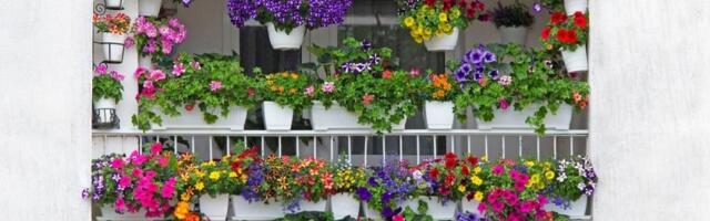 Biljke polude od cvetanja: Košta manje od 50 dinara, a pravi čudo u bašti