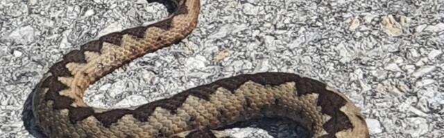 Kanjon prepun zmija, primećen i opasni poskok: Opasnost nedaleko od ovog grada na zapadu Srbije