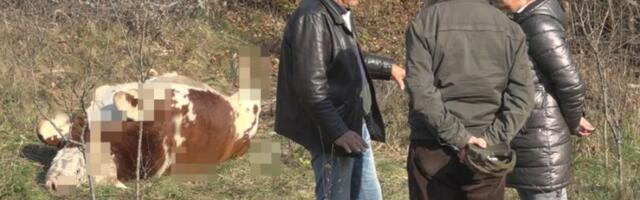 HOROR SCENA U PRIBOJU: Iz pištolja ubijeni krava i bik - vlasnik šokiran prizorom, ni ne sanja ko bi mogao to da uradi