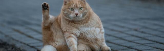 6 miliona pregleda! Mačak se zavalio u fotelju kao kralj - da plačeš od smeha (VIDEO)