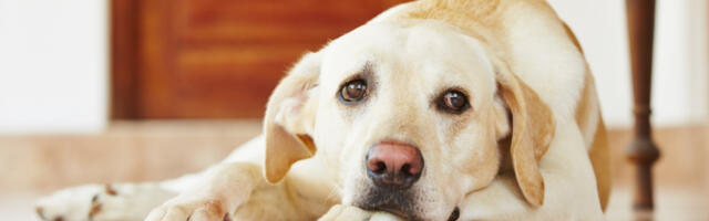 PAS IZAZVAO EKSPLOZIJU U STANU! Detonacija raznela ulazna vrata