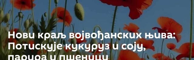 Нови краљ војвођанских њива: Потискује кукуруз и соју, парира и пшеници