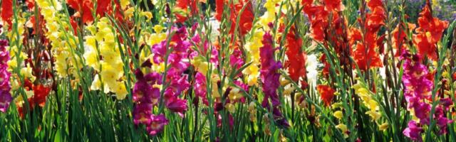 Uz par jednostavnih trikova imaćete najlepše gladiole u komšiluku: Bitna je dobra priprema