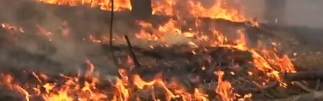 7 POŽARA ZA 10 DANA Na Fruškoj gori vatra bukne svako malo, a JEDAN DETALJ JE POSEBNO ČUDAN