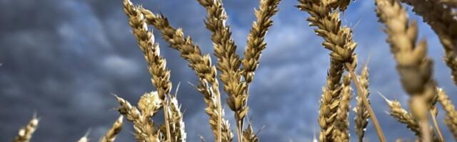 Šta će biti kad dodje žetva?! Komšiluk se sprema za strašan scenario, objavljena jeziva brojka!