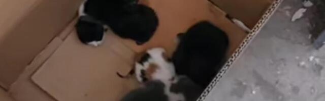 Ljudski odron bacio mačiće kao poslednje smeće: U kontejneru za papir pronađene tek rođene životinjice (VIDEO)