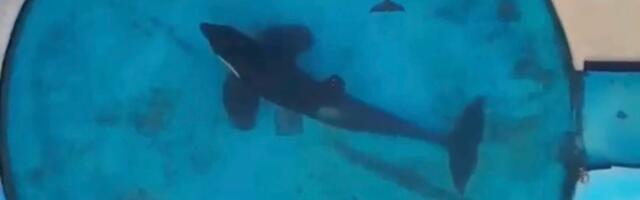 Plivao u malom bazenu, 500 krugova dnevno: Uginuo Kšamenk, najusamljenija životinja na svetu