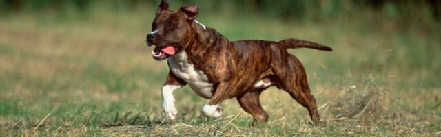 UŽAS KOJI JE ZGROZIO GRAD! Napad psa u Nišu – žene i mladić teško povređeni: "U strahu smo, bilo je zastrašujuće"