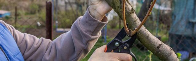 Zlatno pravilo orezivanja jabuka: Jedna greška može da vas košta roda u naredne dve godine