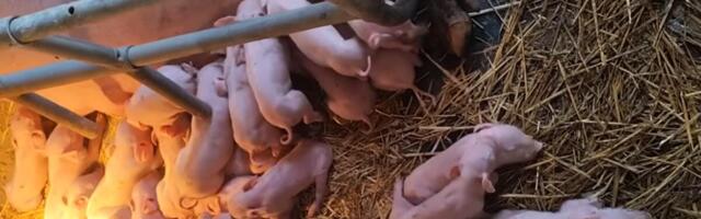 VESELJE KOD MARKA IZ LAĆARKA: Domaćin iz Srema nije mogao da prebroji: Krmača rekorderka oprasila 33 praseta (VIDEO)