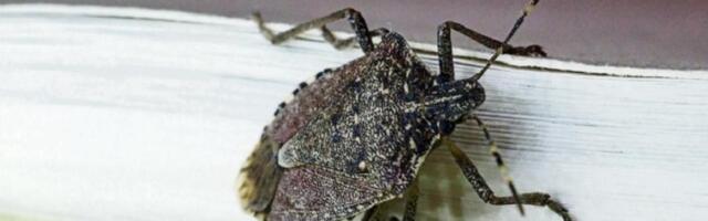 Kako se zaštititi od smrdibuba