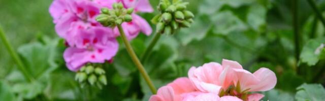 Za nikad lepše muškatle! Jeftini sastojak iz apoteke je pravo blago