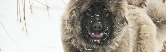 Komanda koja sprečava agresivnog psa da vas ujede: Spašava vam život u sekundi