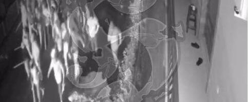 NOVI SNIMAK ŽESTOKE TUČE TORCIDE I DELIJA U TUZLI: Sigurnosne kamere snimile trenutak kada su hrvatski huligani palicama krenuli na navijače Crvene zvezde