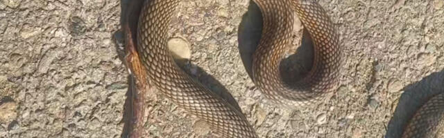 Otkud zmije u februaru? Bata iz Ražnja naišao na čudan prizor, evo šta bi to moglo da znači (VIDEO)