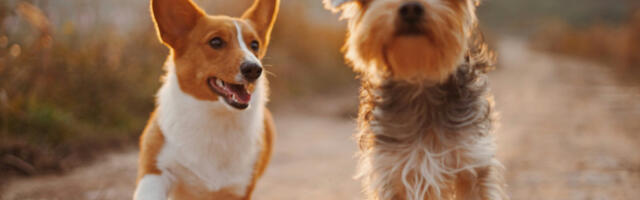 Najčešći mitovi o kastraciji i sterilizaciji ljubimaca: Oko ovih stvari se prepiru vlasnici