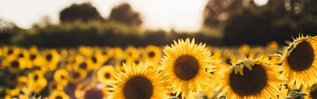 Cenu rata Rusije i Ukrajine plaćaju i srpski poljoprivrednici