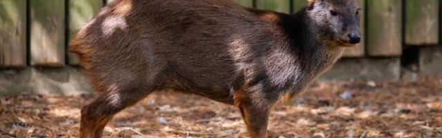 Najmanji jelen na svetu: Upoznajte pudua, šumskog "džepnog" jelena