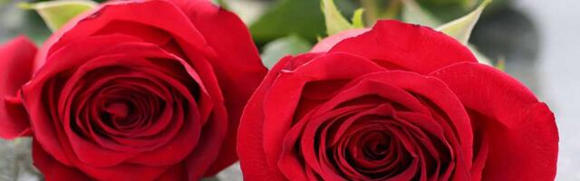 Kada je najteže, Božur je tu: Sigurna podrška u trenucima najveće boli