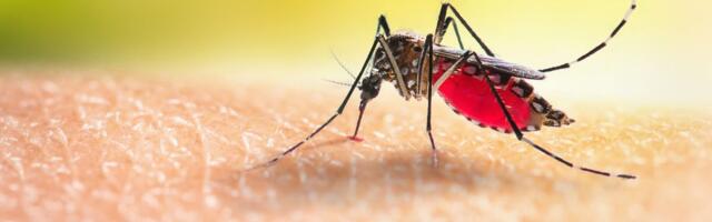 Jesu li komarci najopasnija stvorenja na svetu? Jedan ubod skoro je ubio Davida
