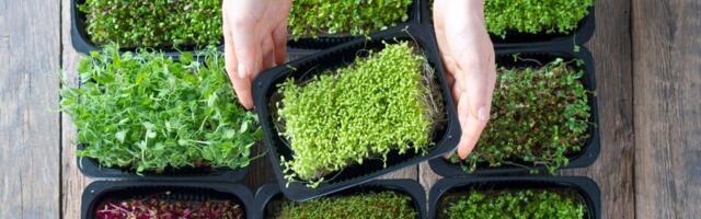 Ove biljke pomažu kod ginekoloških problema: Efikasno umiruju bolove i grčeve