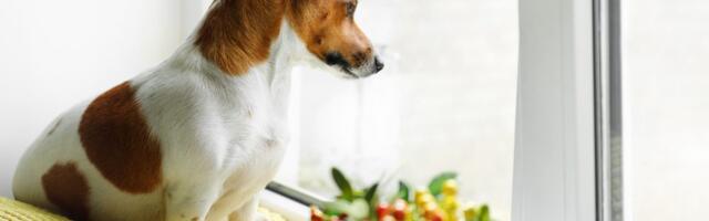 Ova greška vlasnika može izazvati anksioznost kod pasa, upozorava veterinar