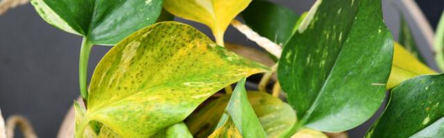 Ako su listovi potosa pocrneli, biljka vam šalje upozorenje: Evo šta radite pogrešno