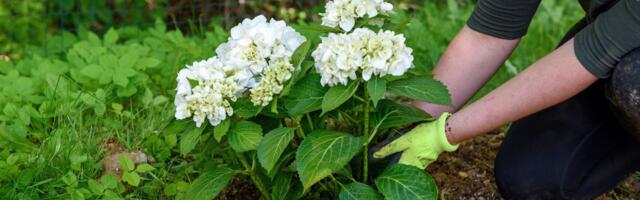 Hortenzije će bujati kao nikad ako uradite ove 3 stvari, ali u aprilu