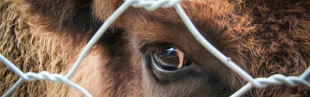 Zašto većina ljudi voli kućne ljubimce, a istovremeno nemamo problem da jedemo druge životinje