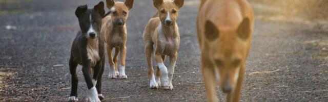 U Nišu danas još jedna akcija za pomoć napuštenim životinjama: Kreni-Promeni
