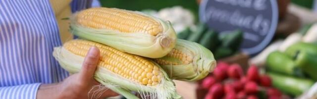 1 detalj na kukuruzu otkriva da li je dobar: Evo koji klip nikako ne bi trebalo da kupite
