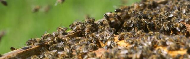 HOROR U FRANCUSKOJ! Roj pčela napao prolaznike! TRI OSOBE U KRITIČNOM STANJU, 24 POVREĐENE!