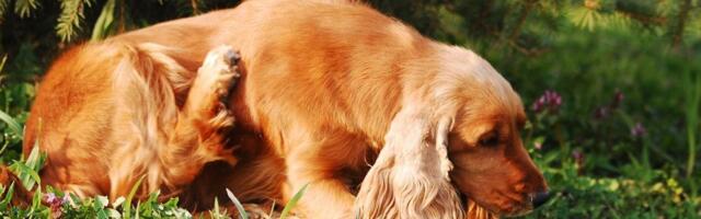 Naučnici istražuju: Jesmo li nesvesno stvorili "neurodivergentne" pse i mačke?