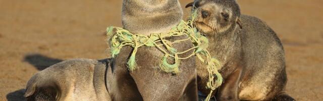 Od foka do morskih kornjača: Fatalni danak plastike u okeanima