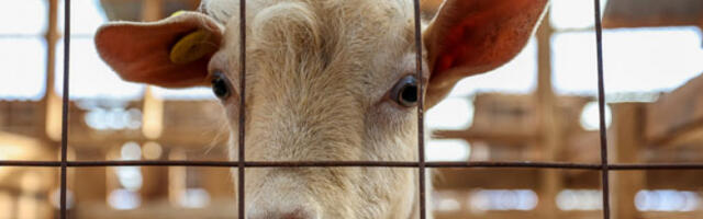 U Hrvatskoj prvi put potvrđena kuga malih preživara