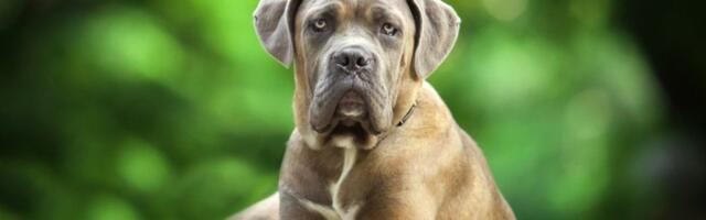 Opasan pas ili samo beba? "Možda mu liči na zmaja" - snimak nasmejao ceo internet (VIDEO)