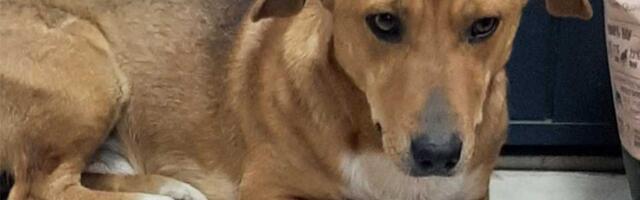 Udomi, ne kupuj: Krle je ogromna dobrica – pametan je, nežan i zahvalan